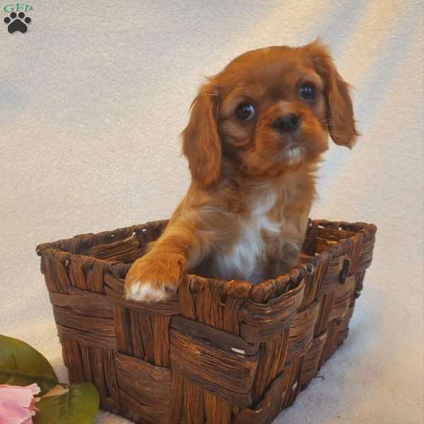 Miss SweetHeart, Cavalier King Charles Spaniel Puppy